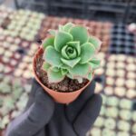 Aeonium Decorum var.Guarimarense