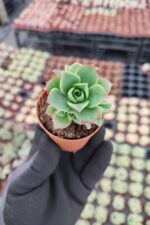 Aeonium Decorum var.Guarimarense