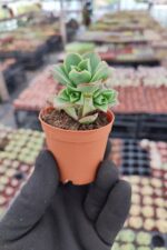 Aeonium Decorum var.Guarimarense - Görsel 2