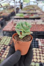 Aeonium Decorum var.Guarimarense - Görsel 3