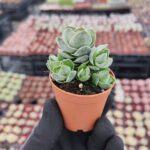 Crassula pangolin