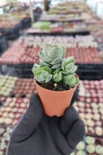 Crassula pangolin