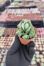 Crassula pangolin - Görsel 3