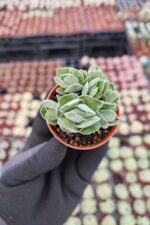 Crassula pangolin - Görsel 2