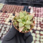 Haworthia retusa f. geraldii
