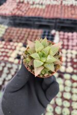 Haworthia retusa f. geraldii