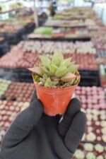 Haworthia retusa f. geraldii - Görsel 2
