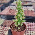 Opuntia Subulata Kaktüs