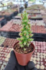 Opuntia Subulata Kaktüs
