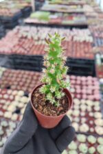 Opuntia Subulata Kaktüs - Görsel 2