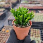 Rhipsalis Burchellii Cactus