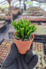 Rhipsalis Burchellii Cactus