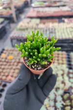 Rhipsalis Burchellii Cactus - Görsel 2