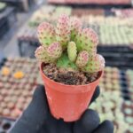 Opuntia Microdasy Rufida Minima
