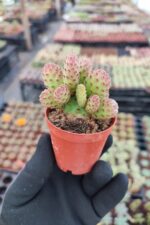 Opuntia Microdasy Rufida Minima