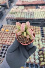 Opuntia Microdasy Rufida Minima - Görsel 2