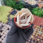 Echeveria Pollux