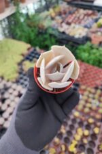 Echeveria Pollux