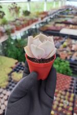 Echeveria Pollux - Görsel 2