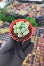 Pachyveria clavifolia - Görsel 2