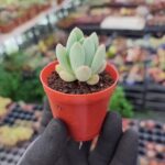 Pachyveria clavifolia
