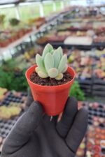 Pachyveria clavifolia