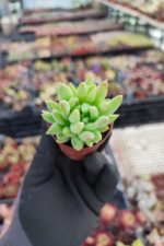 Sedeveria hummelii - Görsel 2