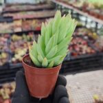 Sedeveria hummelii