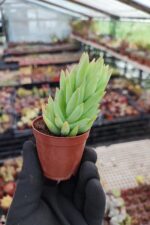 Sedeveria hummelii
