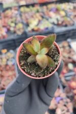 Kalanchoe Chocolate Soldier - Görsel 2