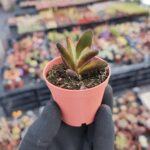 Kalanchoe Chocolate Soldier