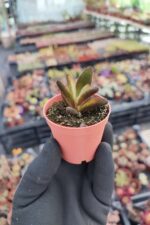 Kalanchoe Chocolate Soldier
