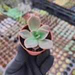 Graptoveria Albert Baynes Sukulent