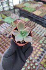Graptoveria Albert Baynes Sukulent