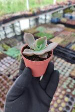 Graptoveria Albert Baynes Sukulent - Görsel 2