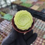 Aeonium Tabuliforme