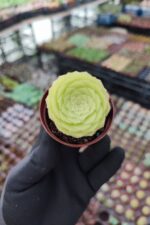 Aeonium Tabuliforme