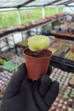 Aeonium Tabuliforme - Görsel 2