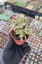 Rhipsalis Pilocarpa Red - Görsel 2