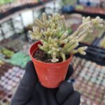 Rhipsalis Pilocarpa Red