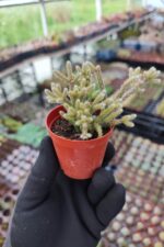 Rhipsalis Pilocarpa Red