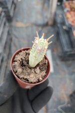 Euphorbia mammillaris variegata - Görsel 2
