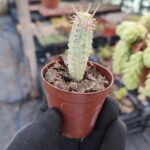 Euphorbia mammillaris variegata