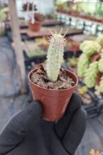 Euphorbia mammillaris variegata