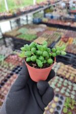 Senecio Rowleyanus - Tesbih Çiçeği - Görsel 2