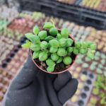 Senecio Rowleyanus - Tesbih Çiçeği