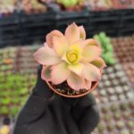 Aeonium Kiwi Sukulent
