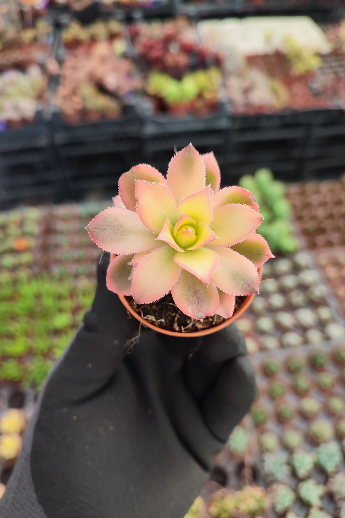IMG_20260610_172118 Aeonium Kiwi Sukulent - Görsel 1
