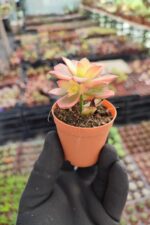 Aeonium Kiwi Sukulent - Görsel 2
