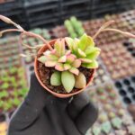 Anacampseros Telephiastrum Sunrise